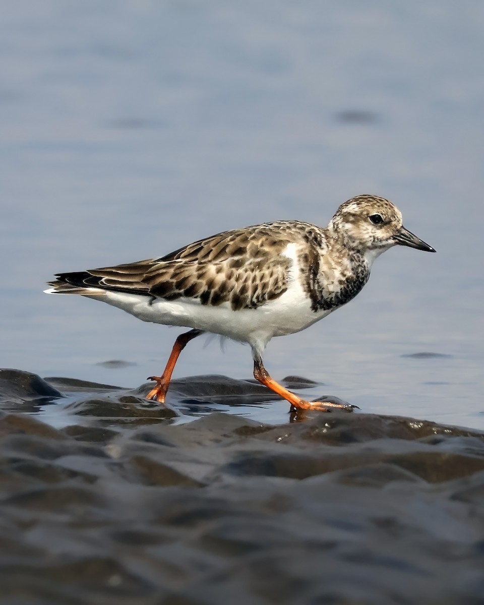 Tournepierre à collier - ML646914497