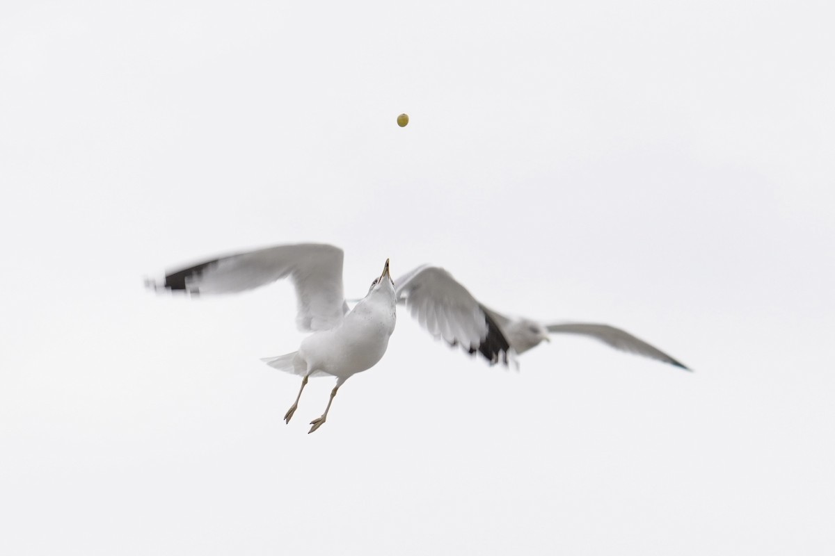 Gaviota de Delaware - ML646914498