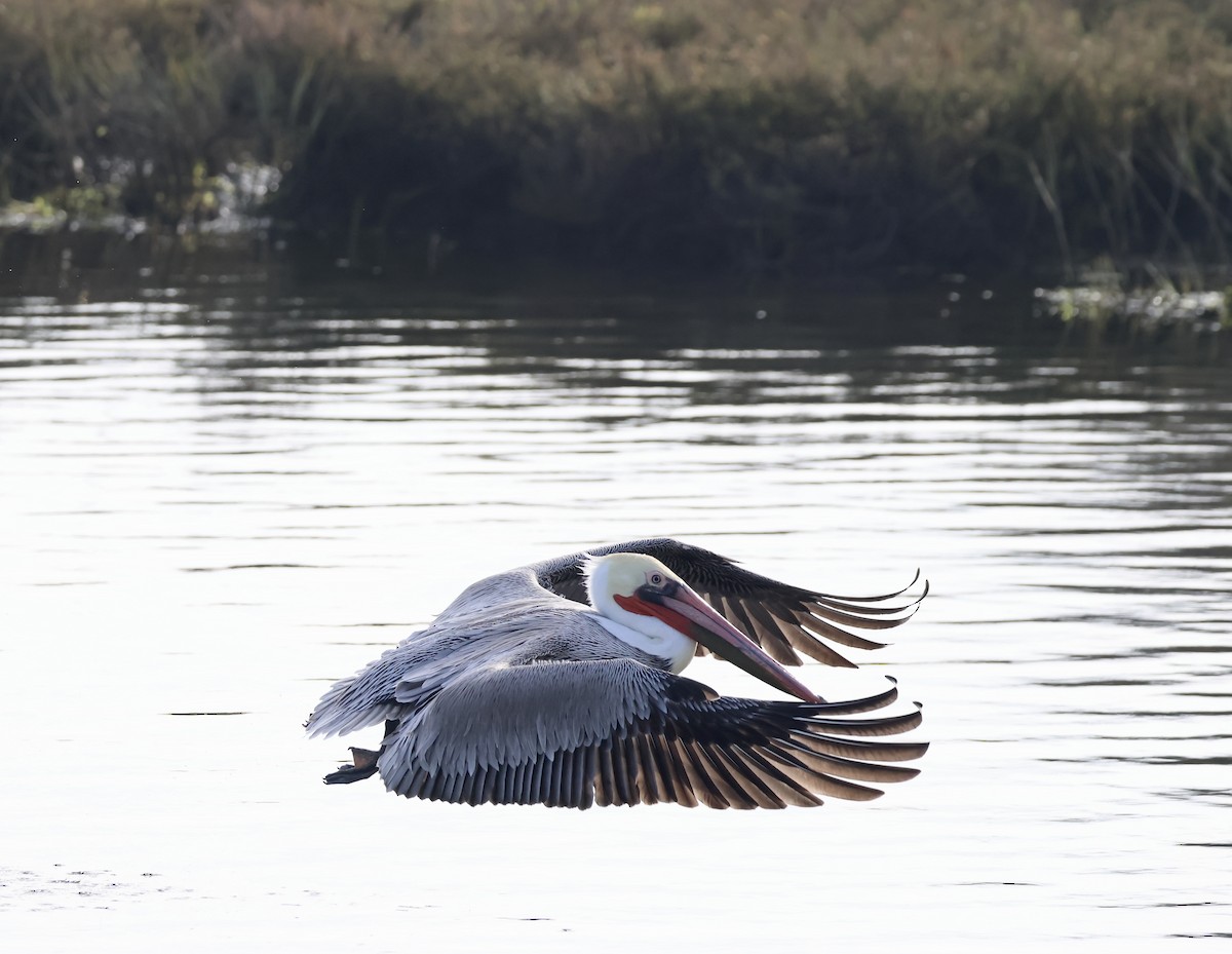 Brown Pelican - ML646914499
