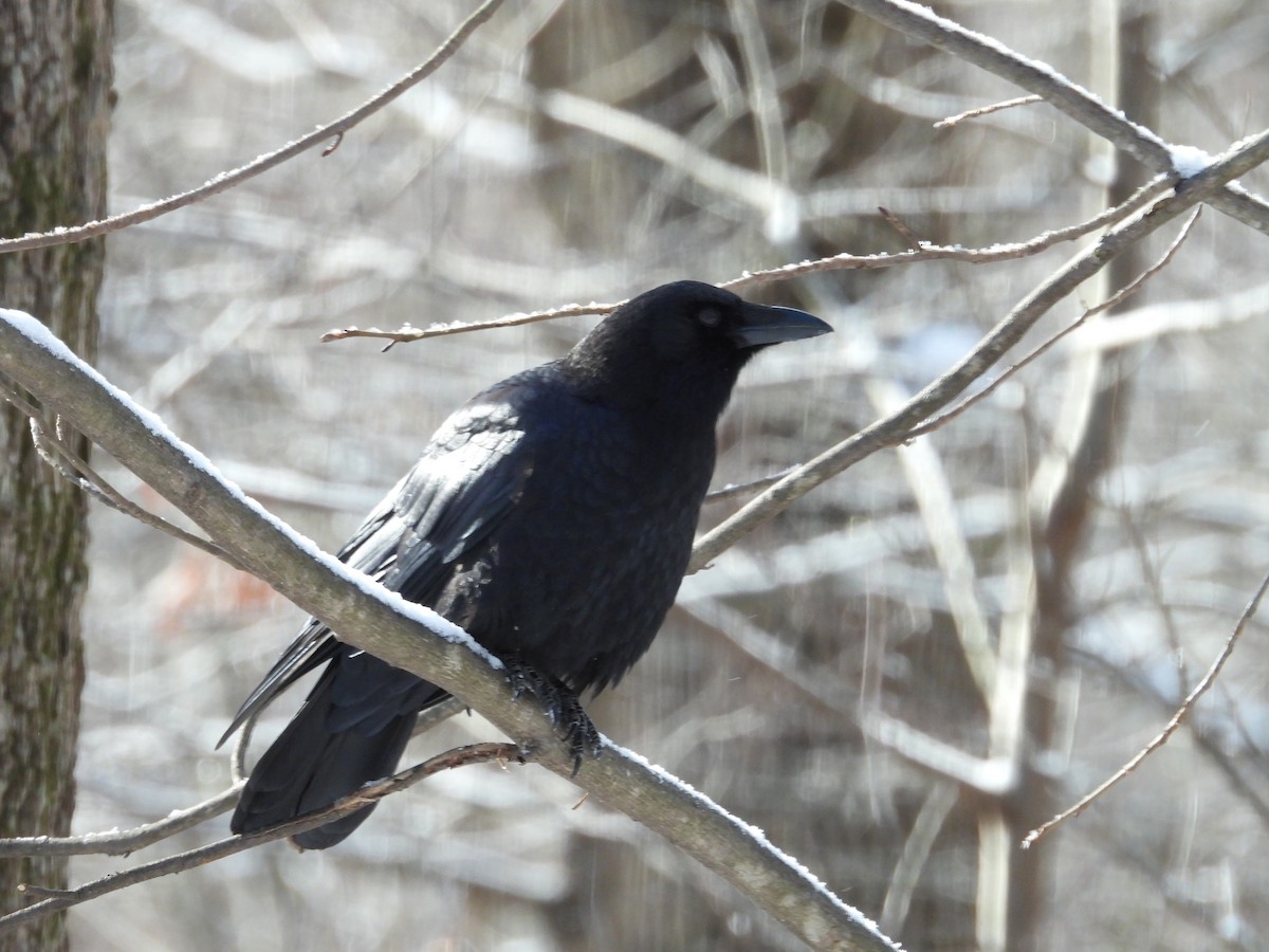 American Crow - ML646914501