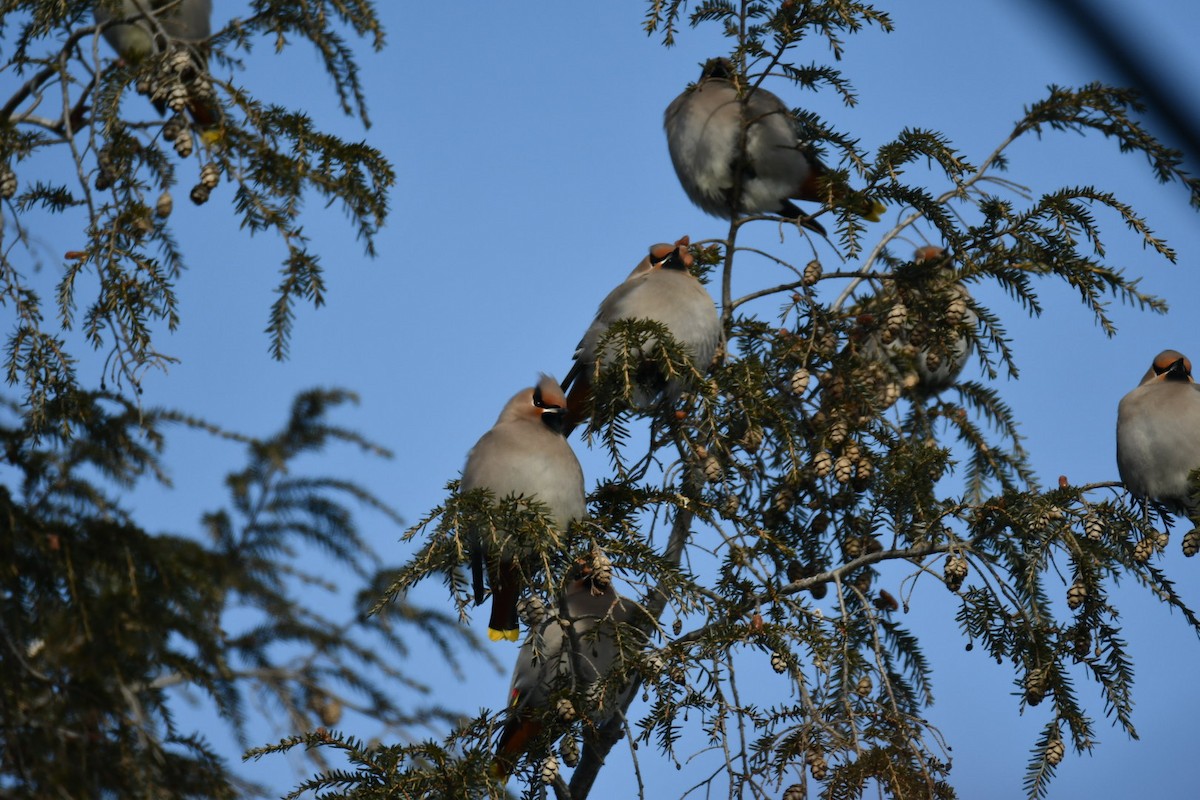 Ampelis Europeo - ML646914503