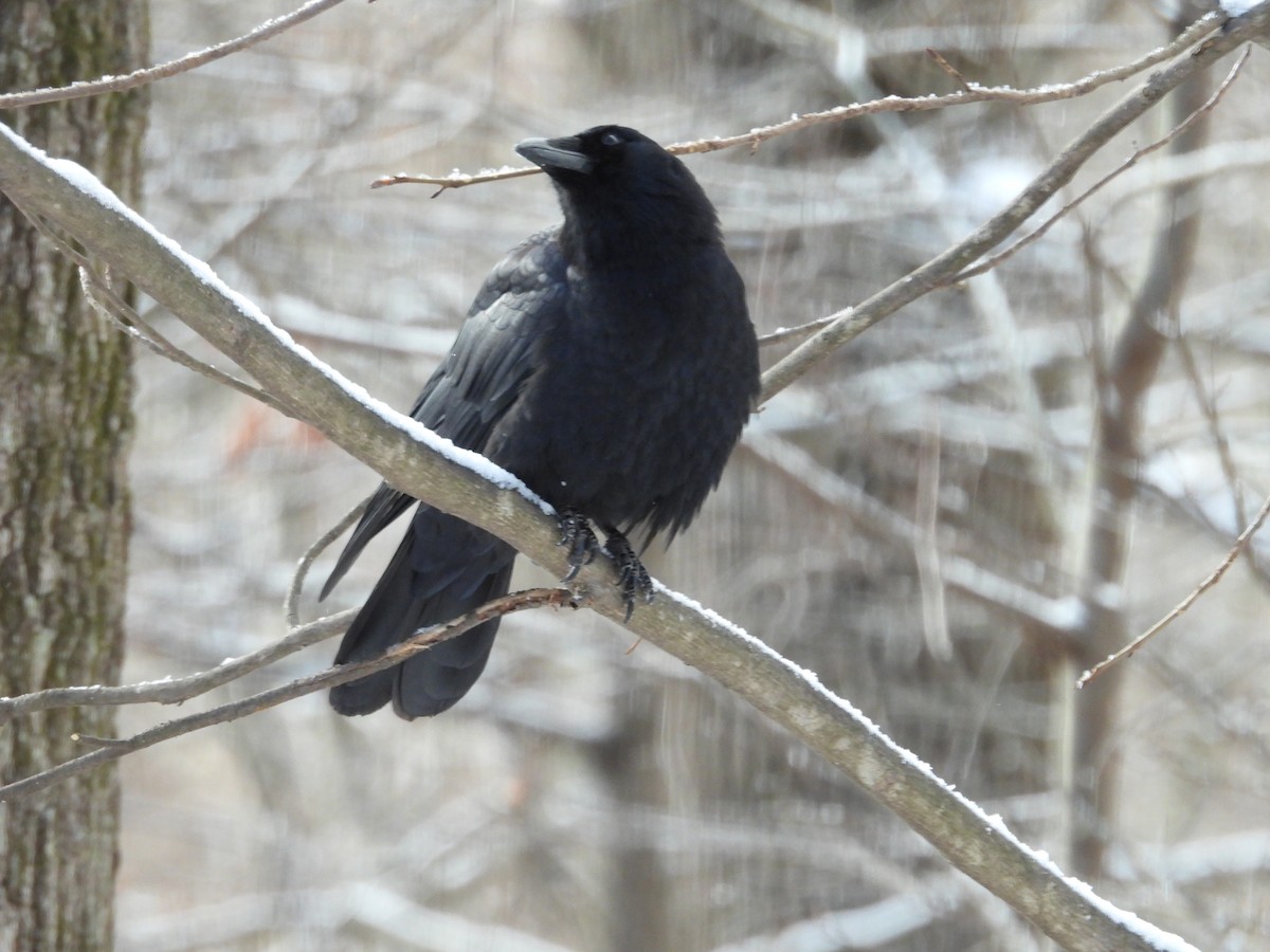 American Crow - ML646914504