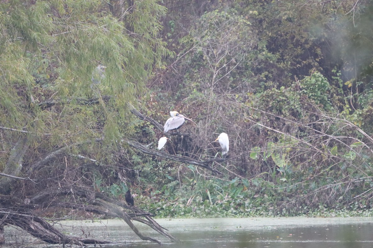 Brown Pelican - ML646914514