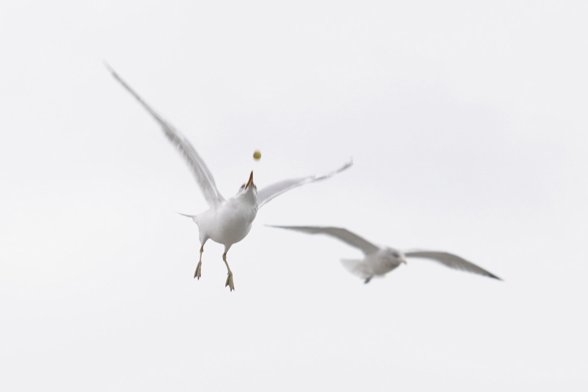 Gaviota de Delaware - ML646914520