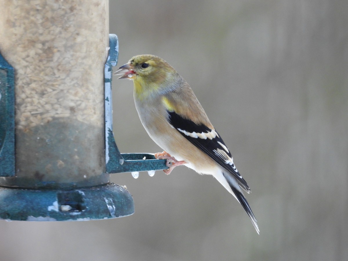American Goldfinch - ML646914521