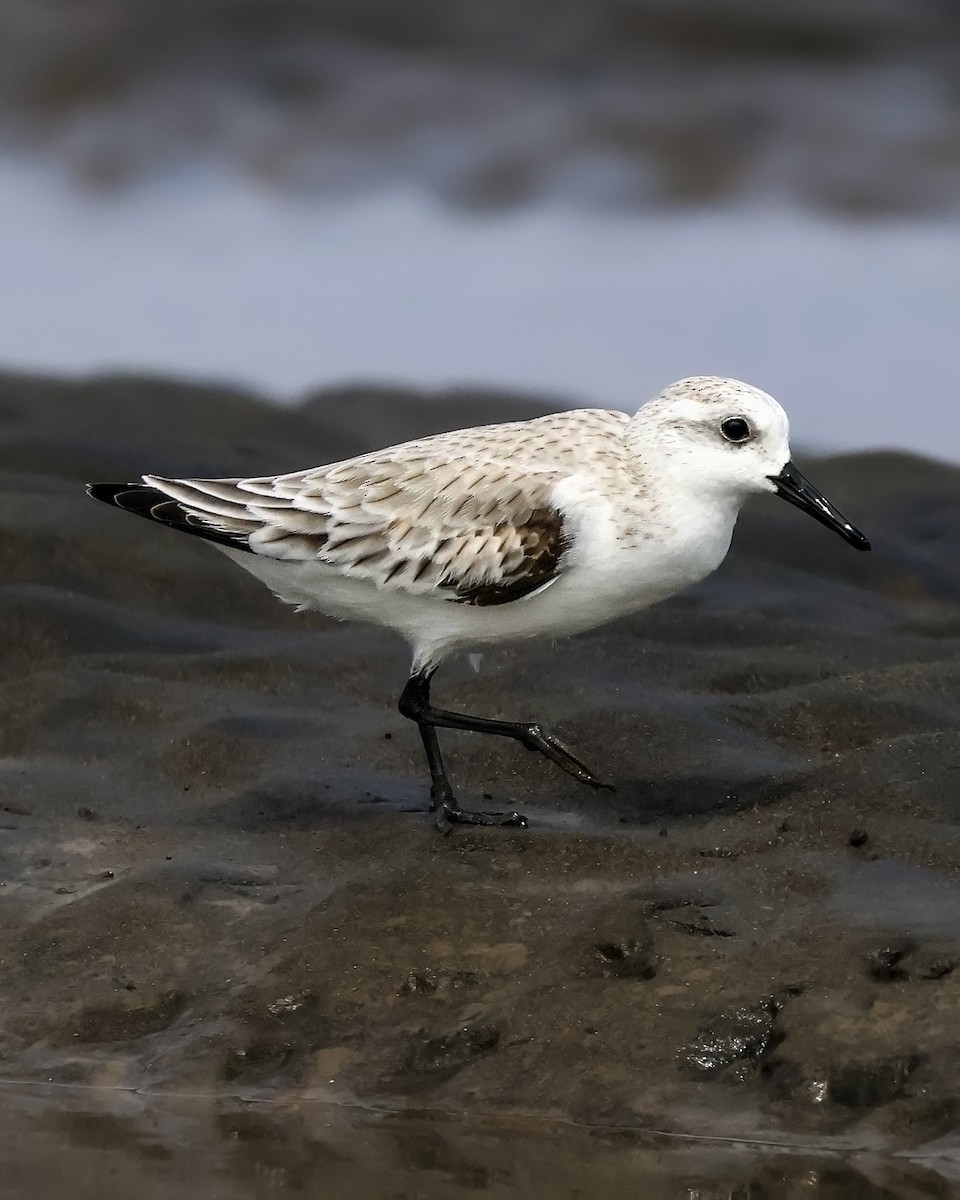 Bécasseau sanderling - ML646914522