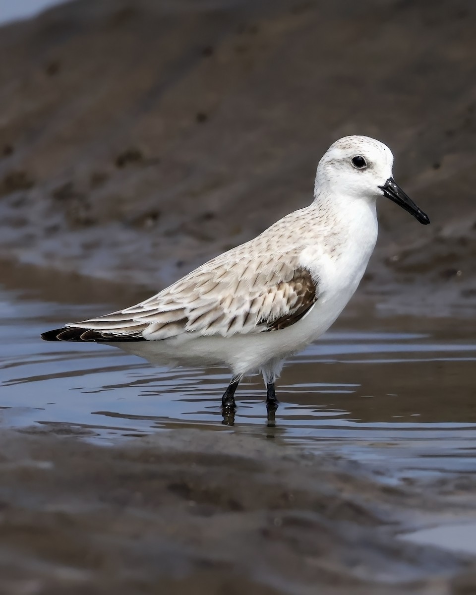 Bécasseau sanderling - ML646914523