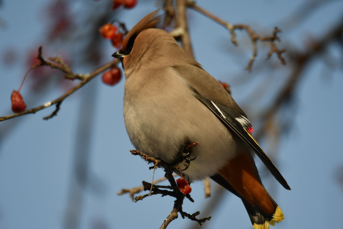 Ampelis Europeo - ML646914526