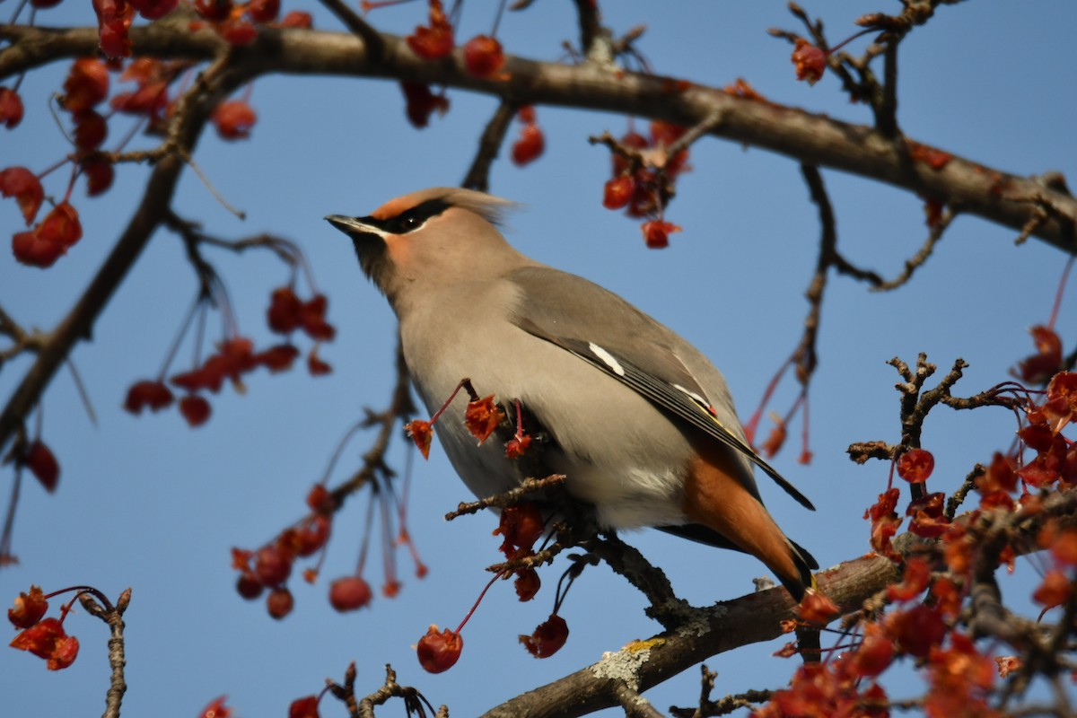 Ampelis Europeo - ML646914544