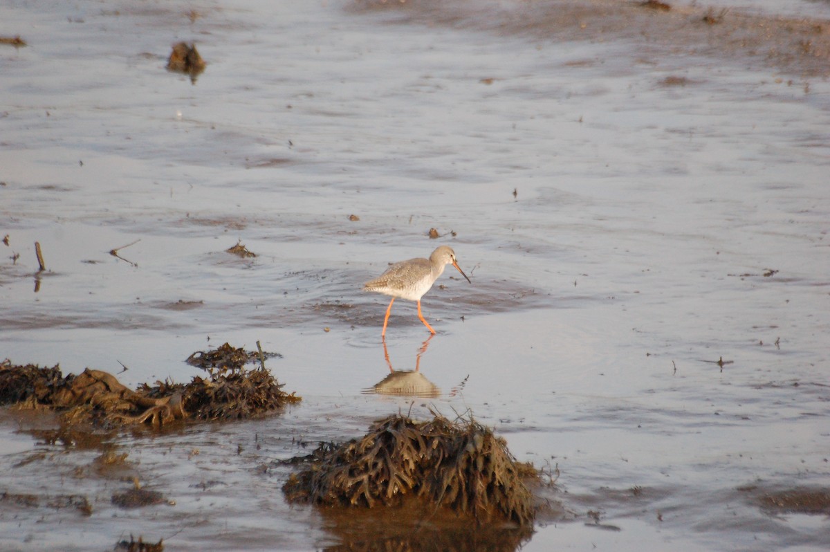 Spotted Redshank - ML646914548