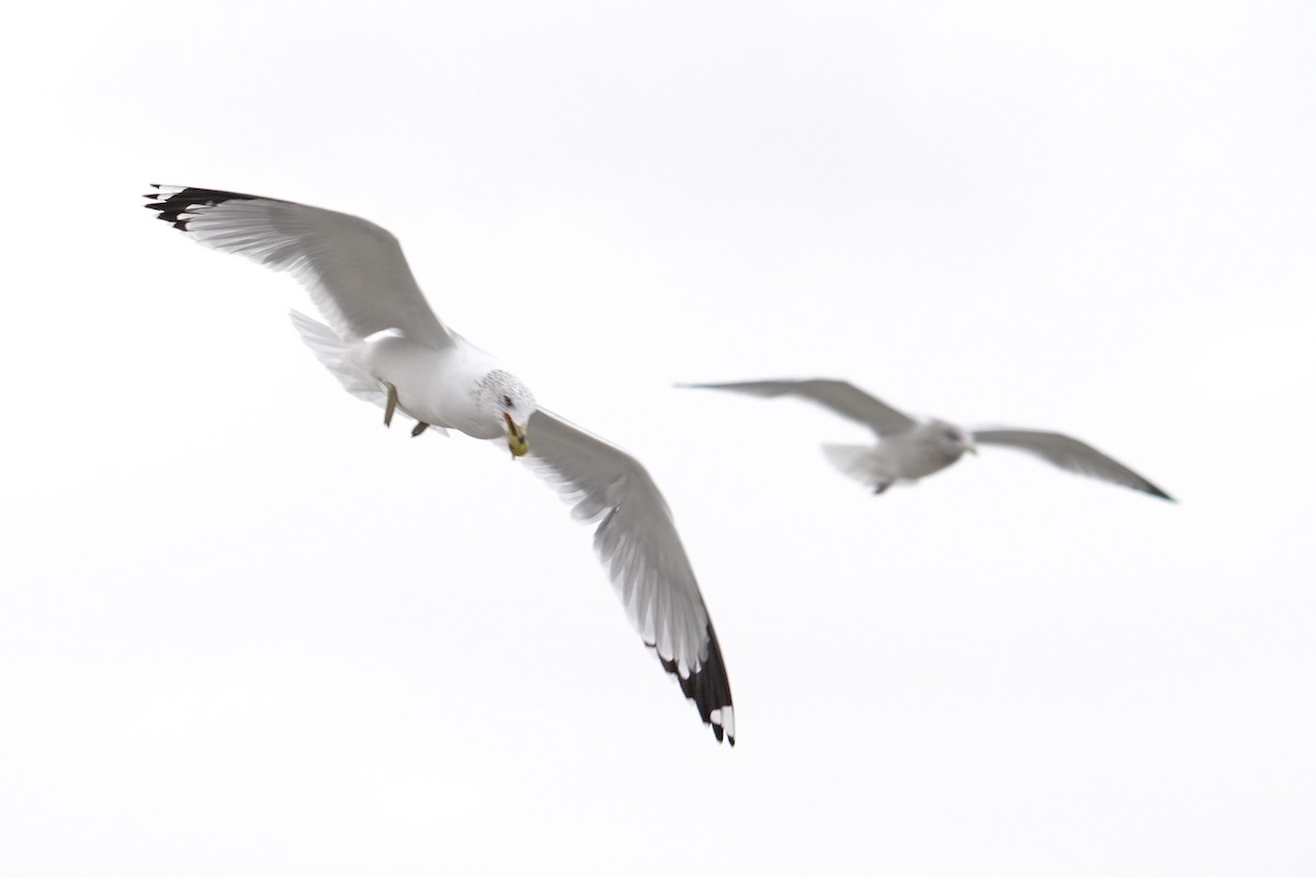 Gaviota de Delaware - ML646914557