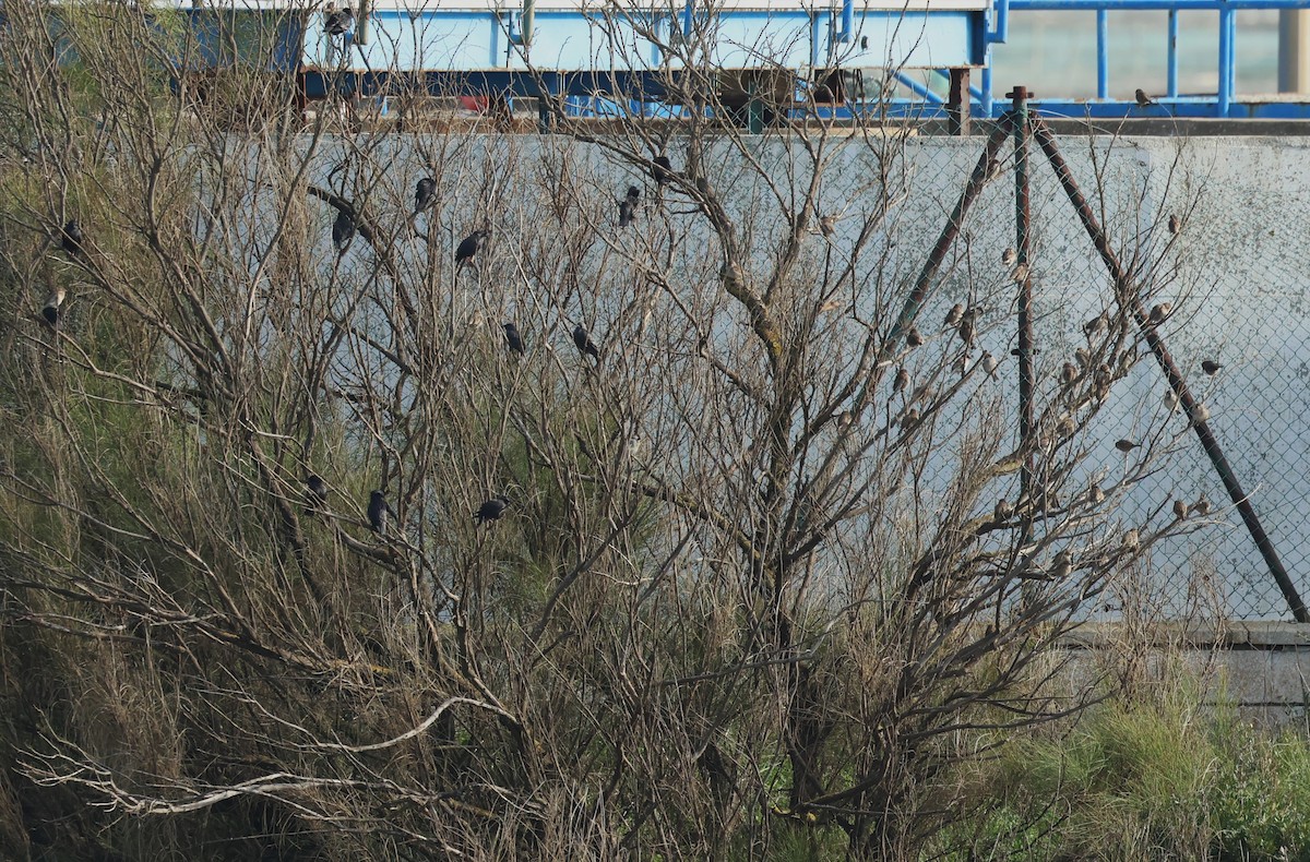 House Sparrow - ML646914559