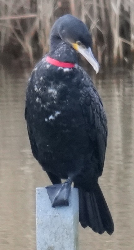 Great Cormorant - ML646914560