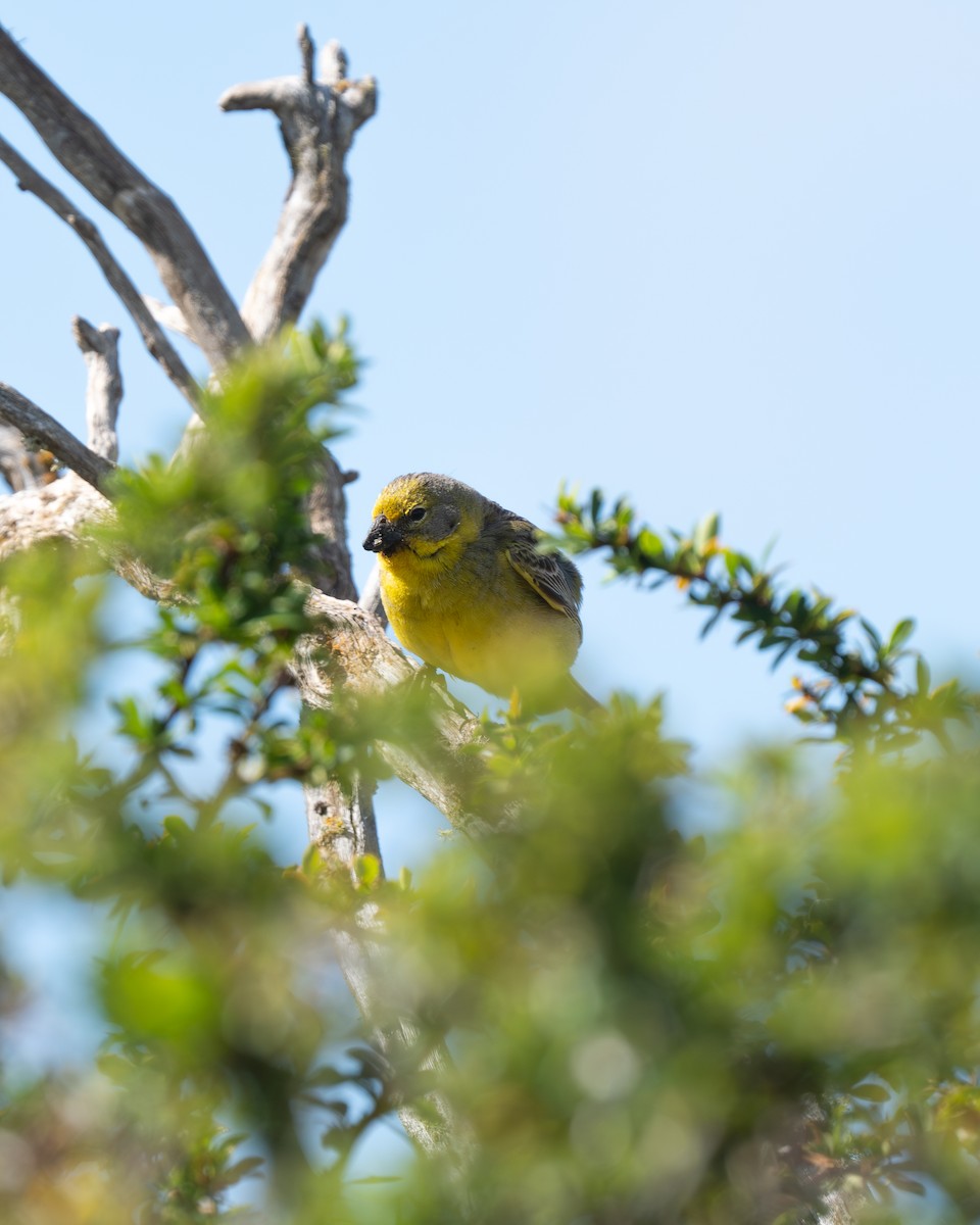 Çayır Kanarya İspinozu - ML646914561