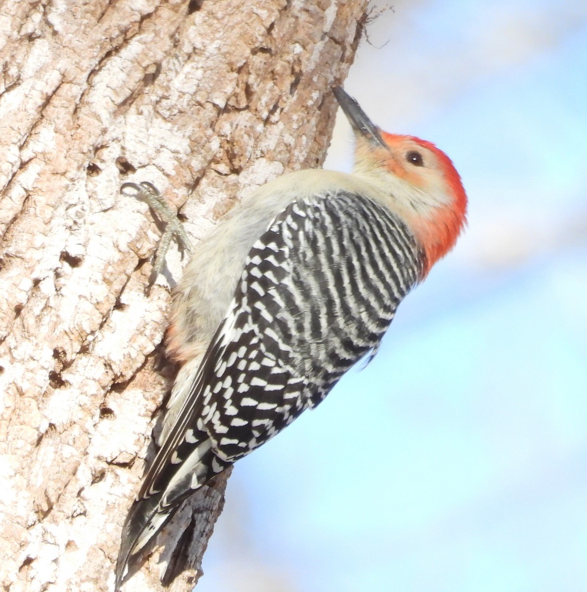 Red-bellied Woodpecker - ML646914565