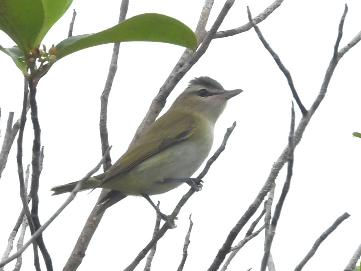 Красноглазый виреон - ML646914566