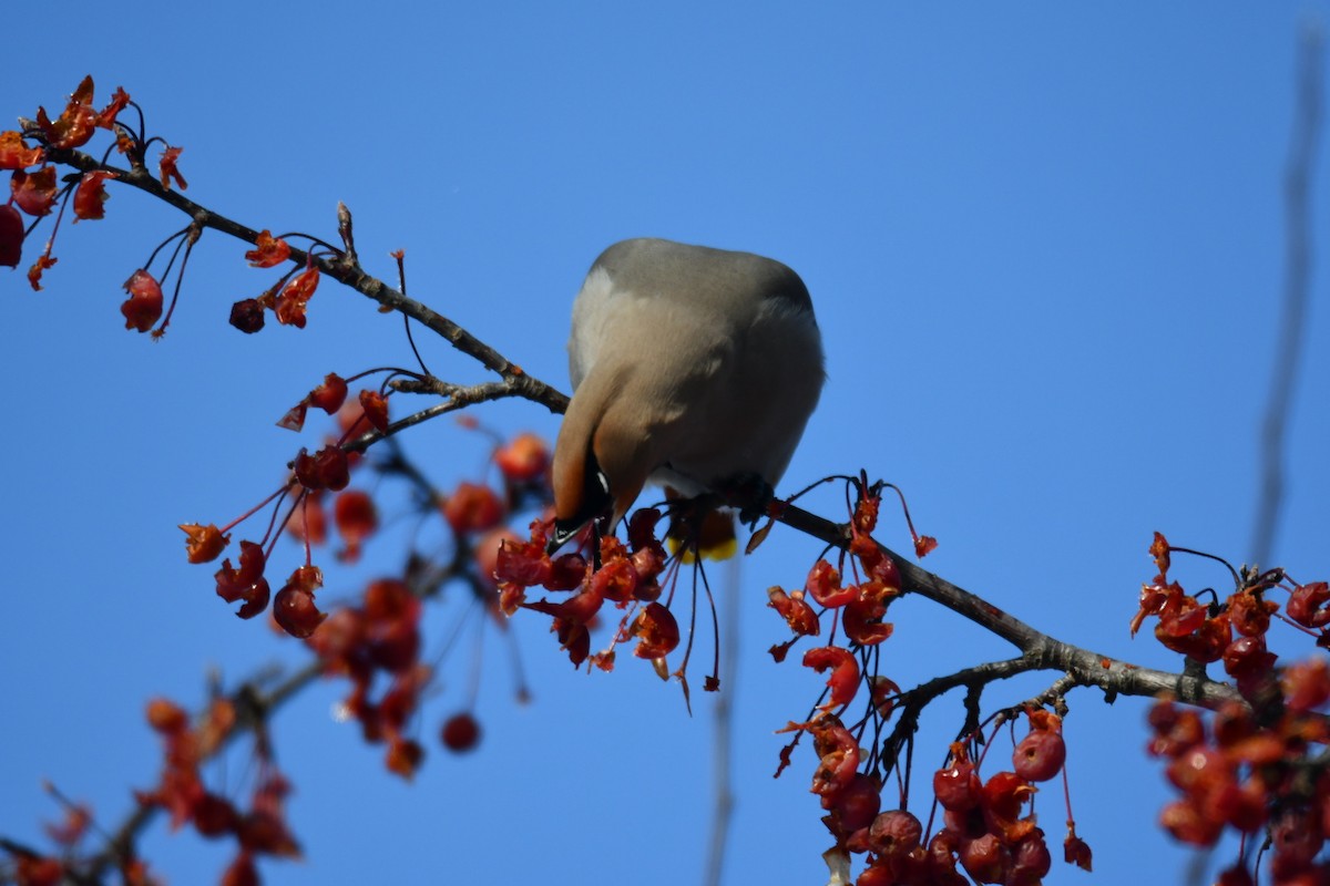 Ampelis Europeo - ML646914571