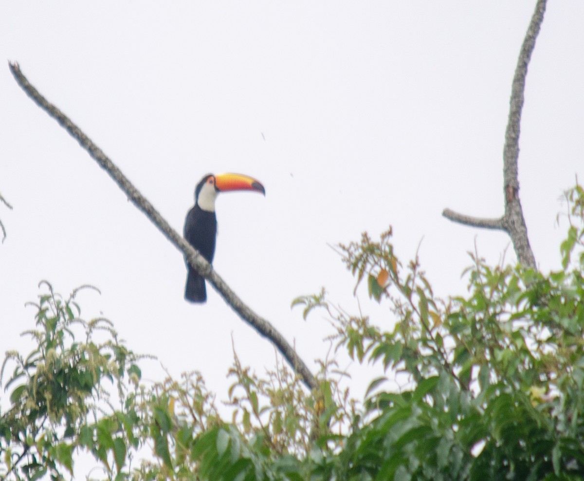Toco Toucan - ML646914573