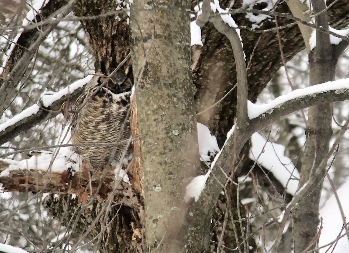 výr virginský - ML646914576