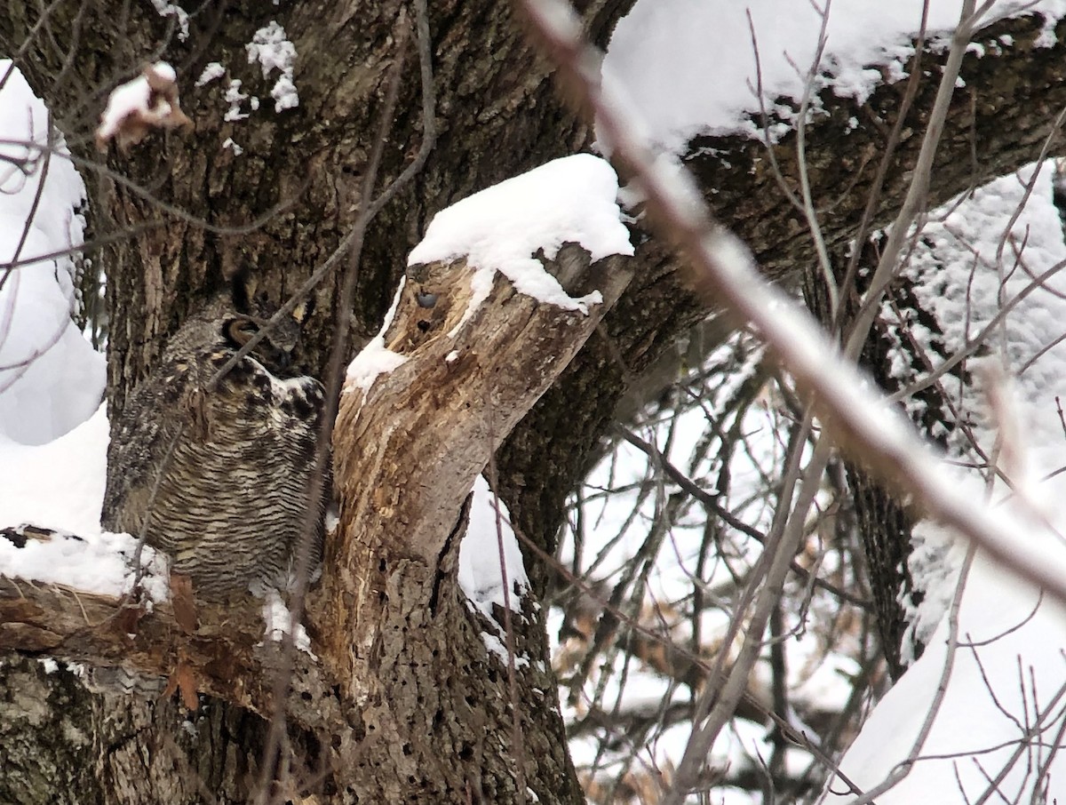 výr virginský - ML646914577