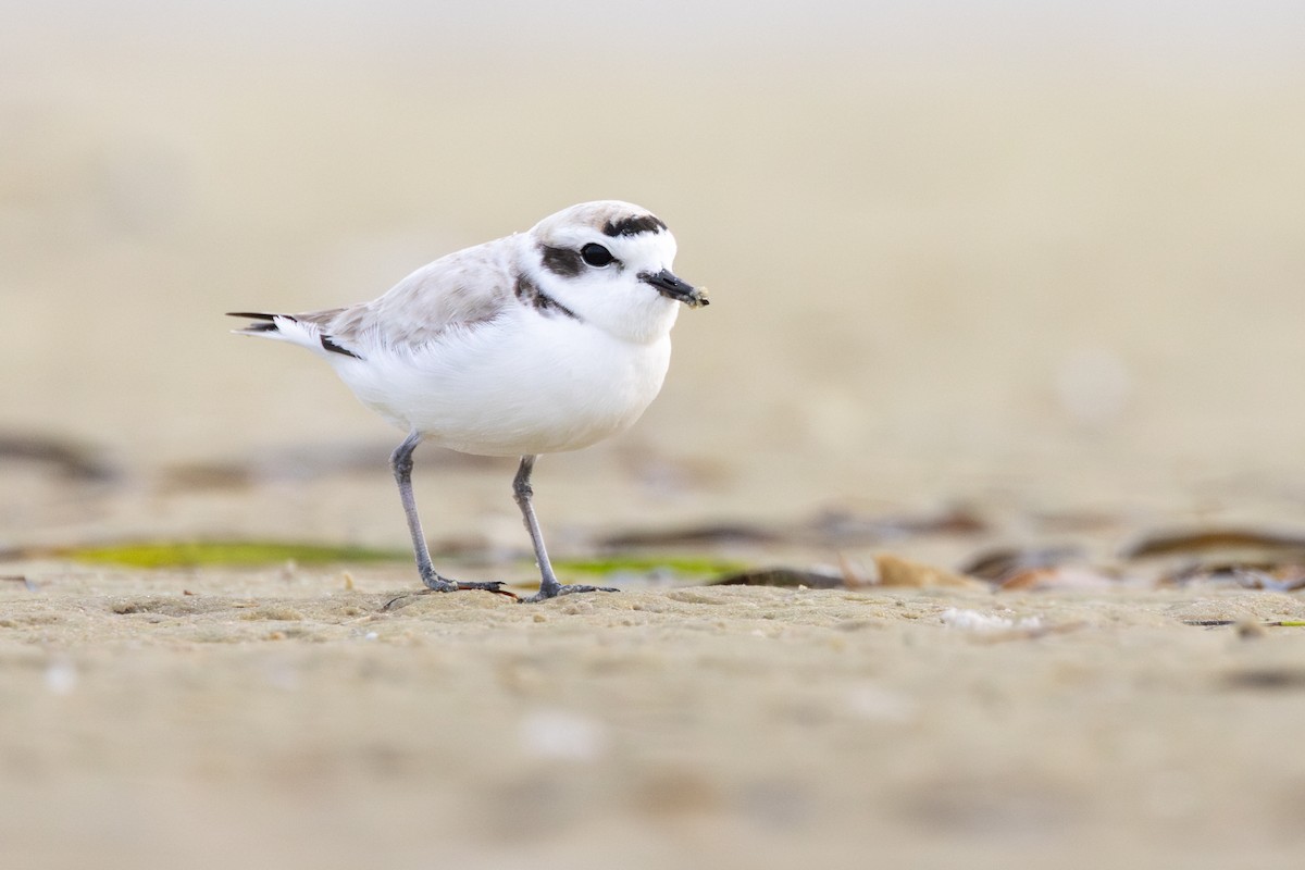 Snowy Plover - ML646914578