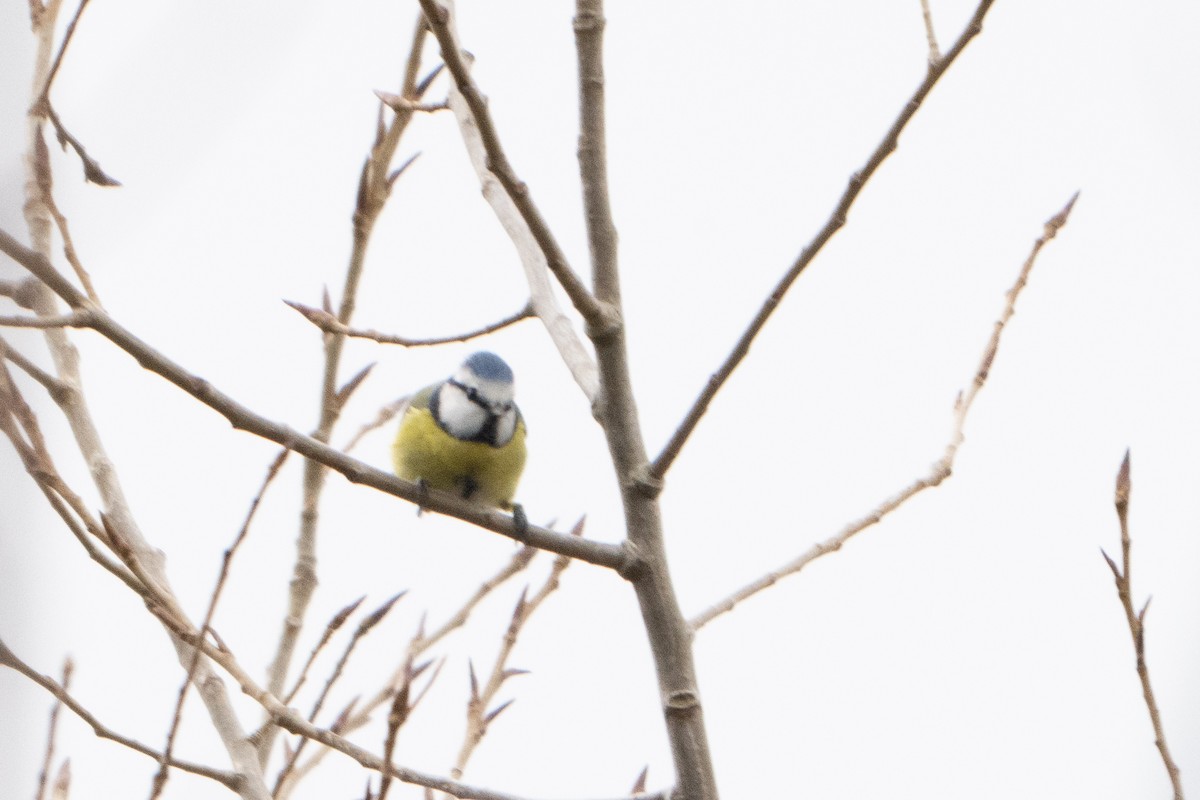 Eurasian Blue Tit - ML646914585