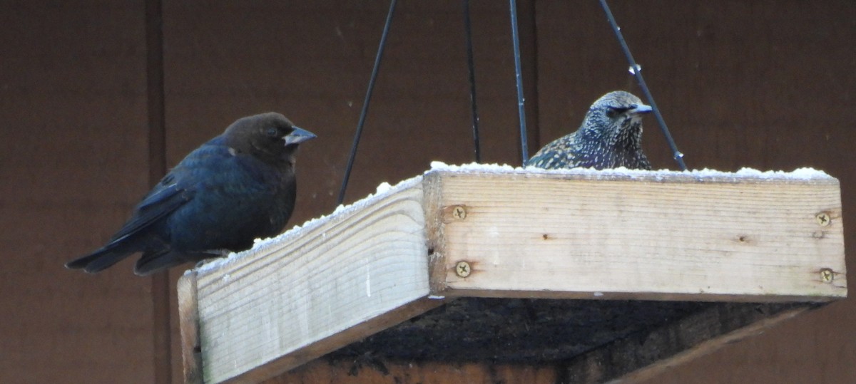 Brown-headed Cowbird - ML646914592