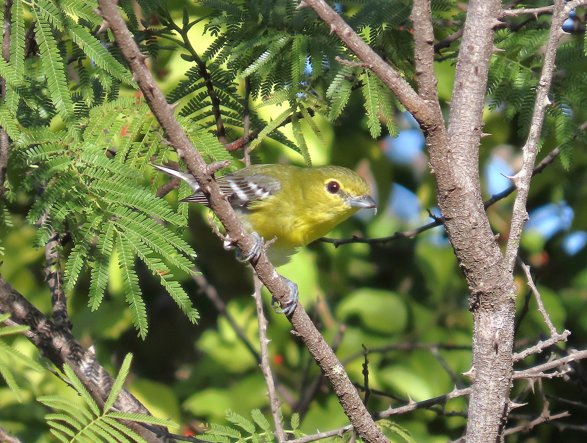 Yellow-throated Vireo - ML646914606