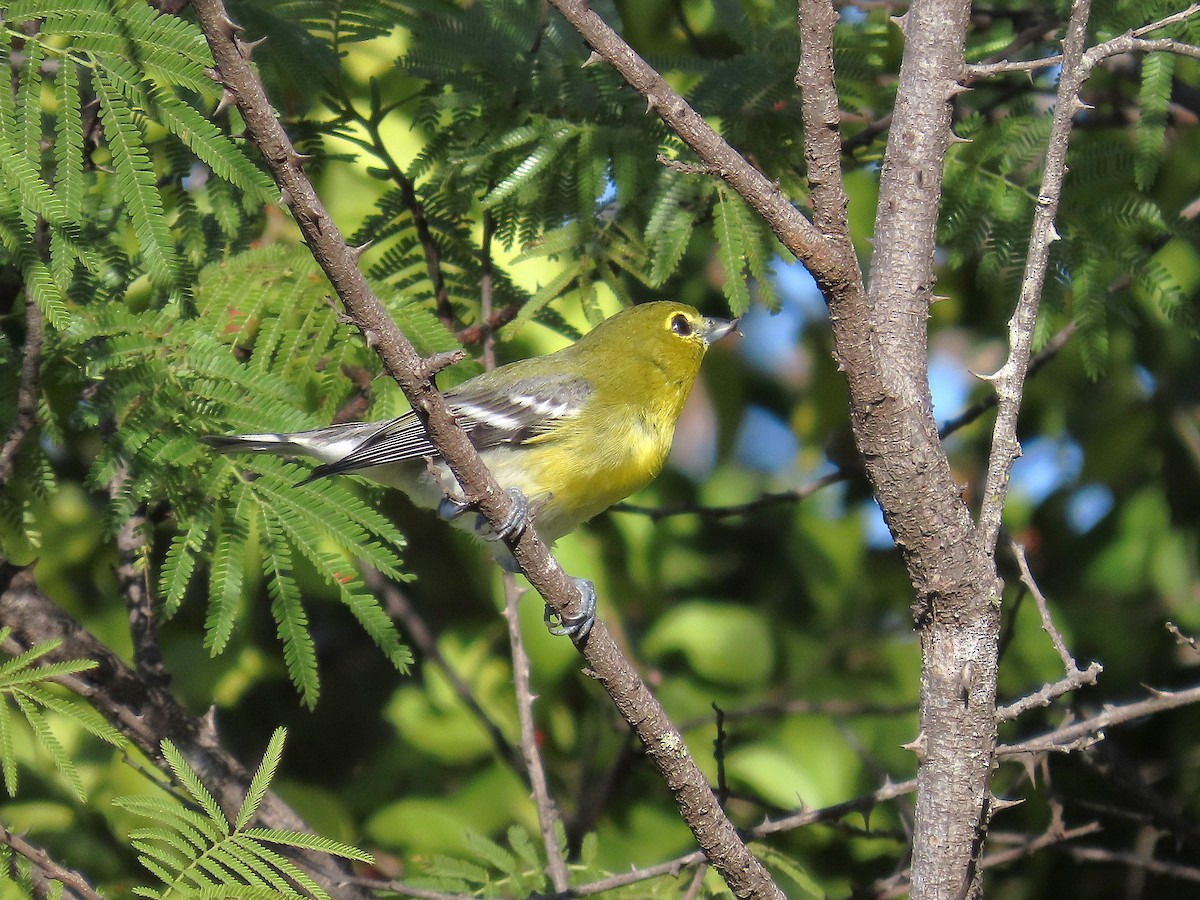 Yellow-throated Vireo - ML646914607