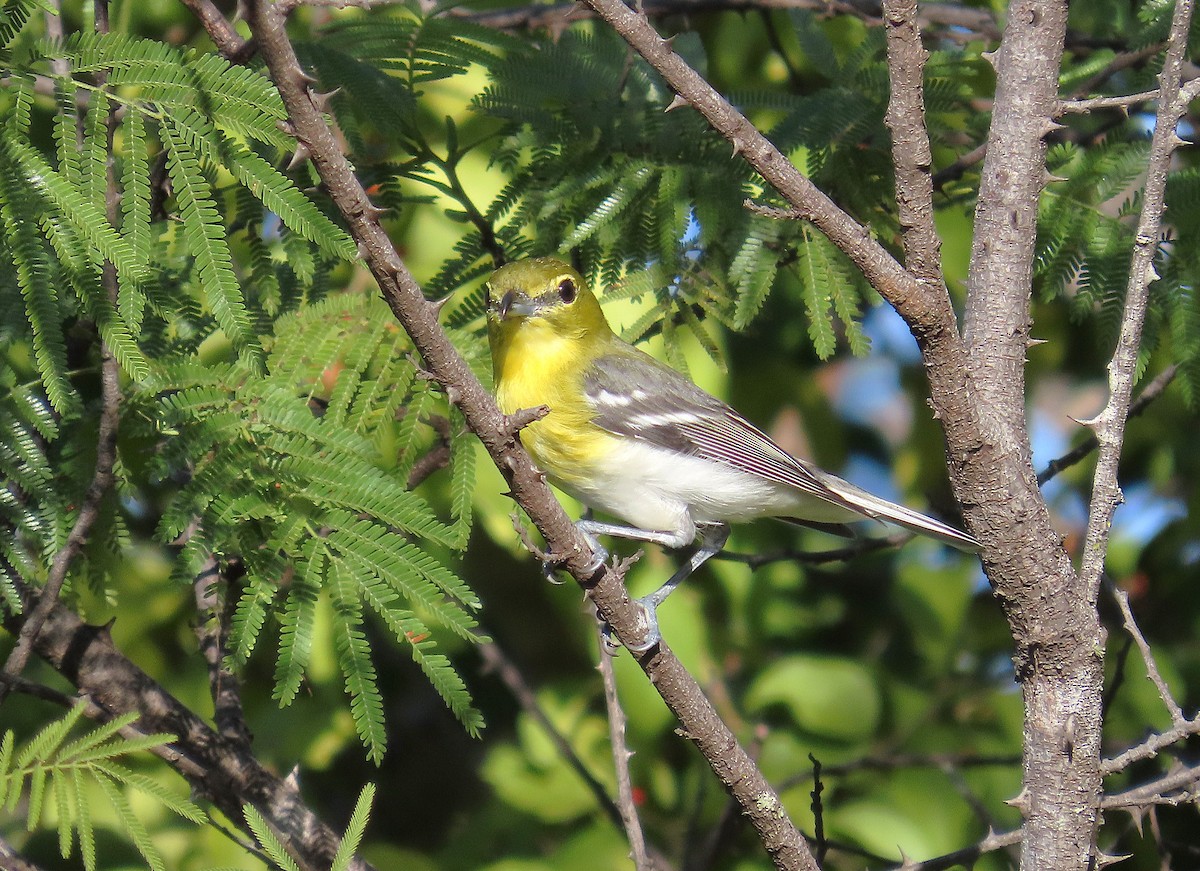 Yellow-throated Vireo - ML646914608