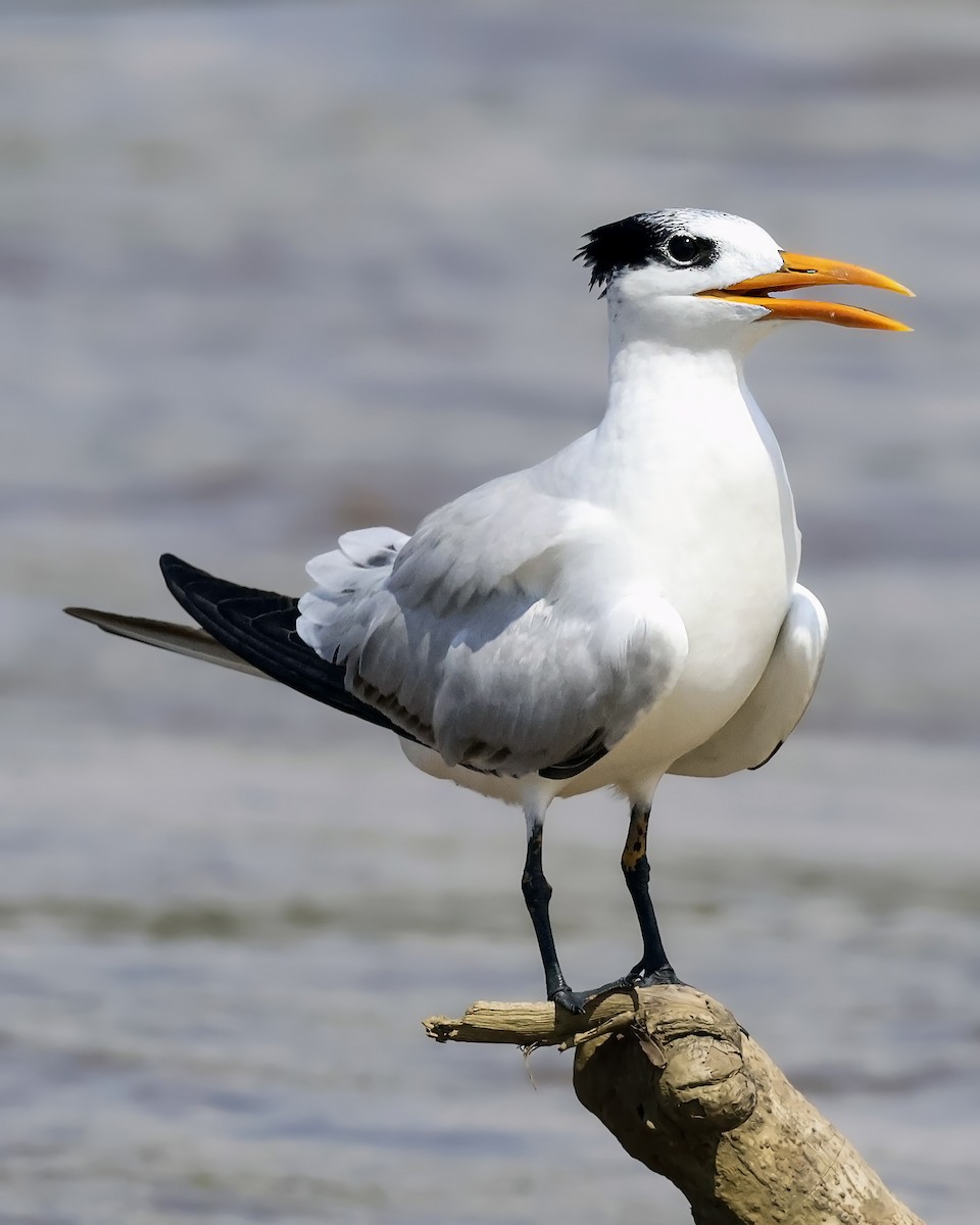 Sterne royale - ML646914614