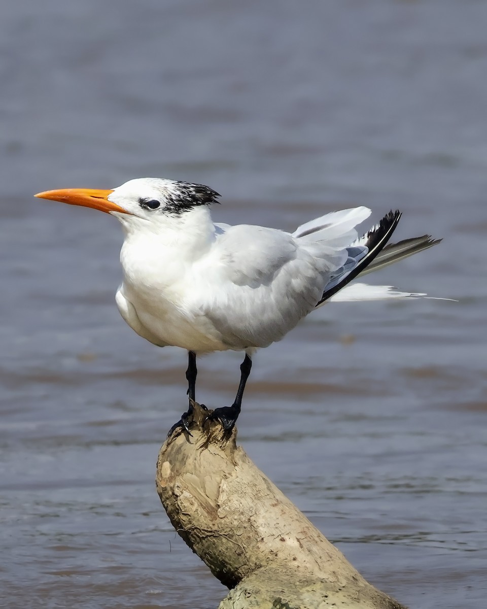 Sterne royale - ML646914615