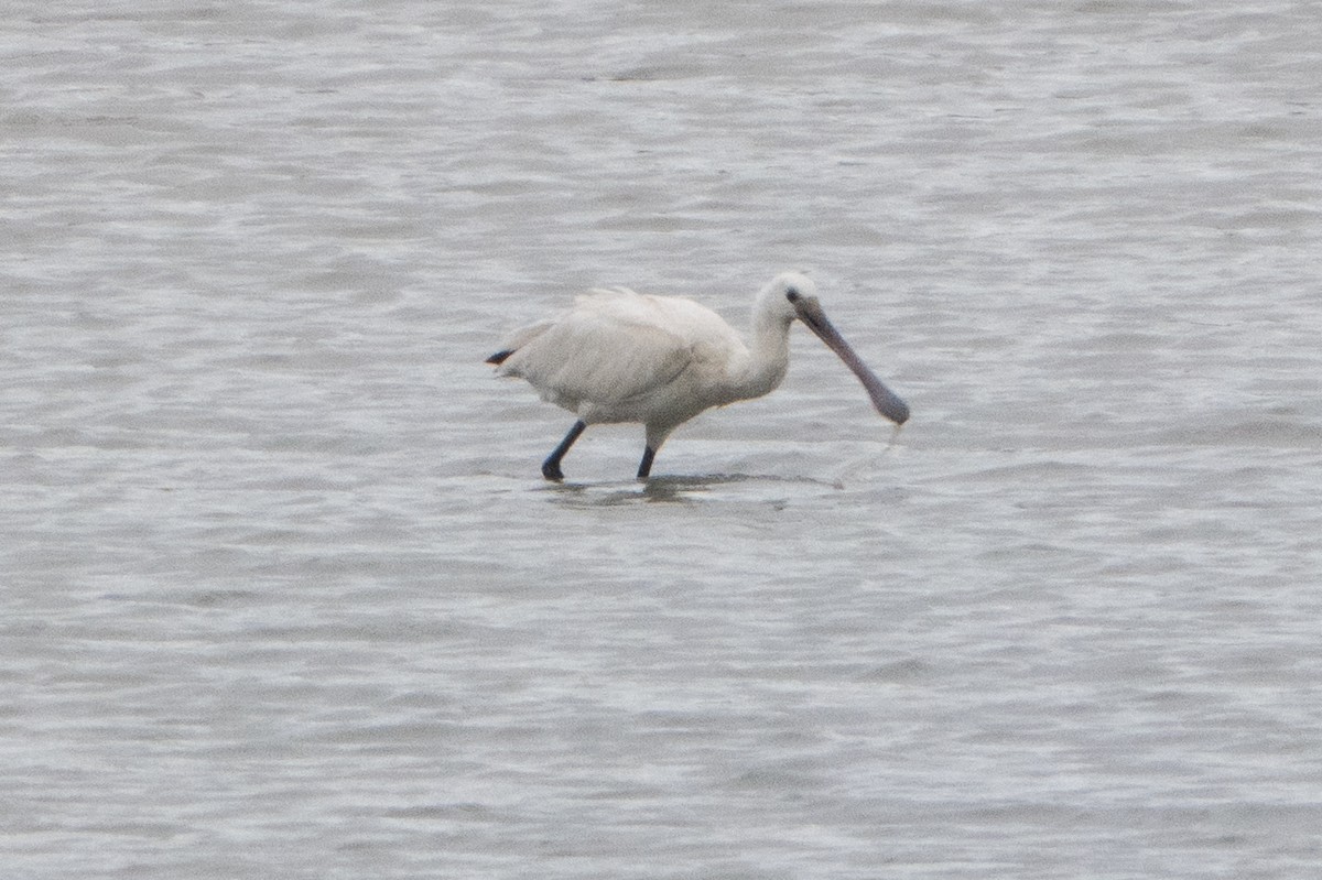 Spatola - ML646914616