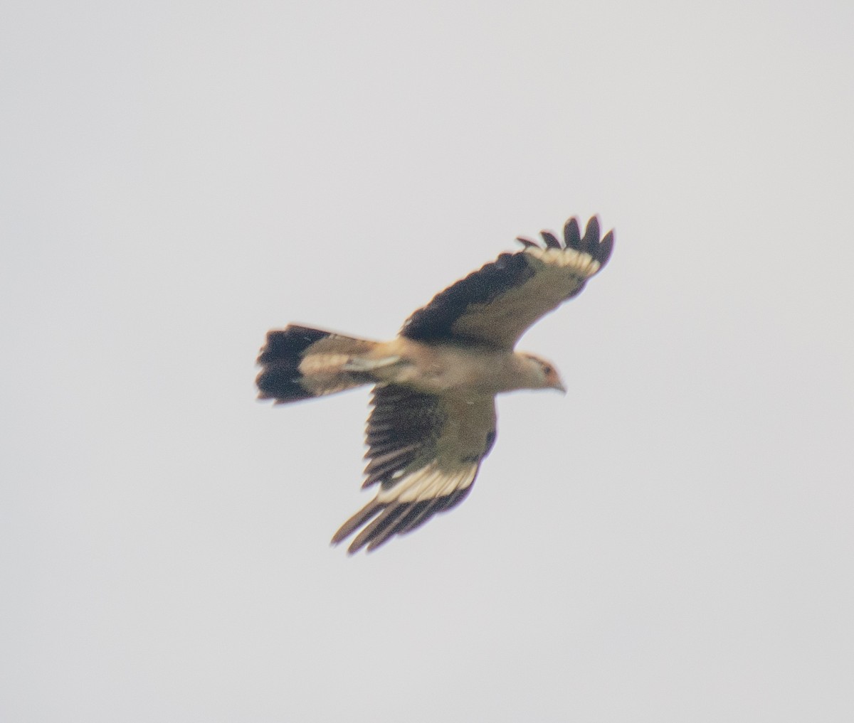 キバラカラカラ - ML646914620