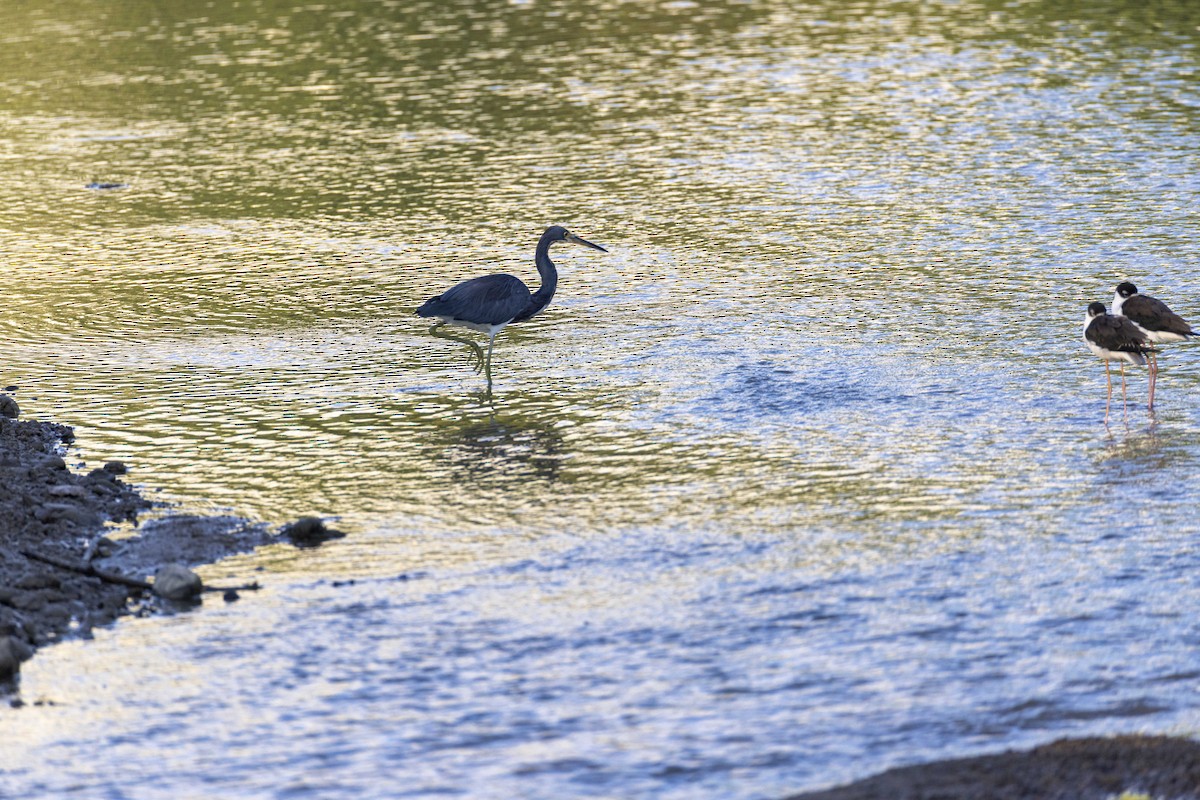 Чепура трибарвна - ML646914623