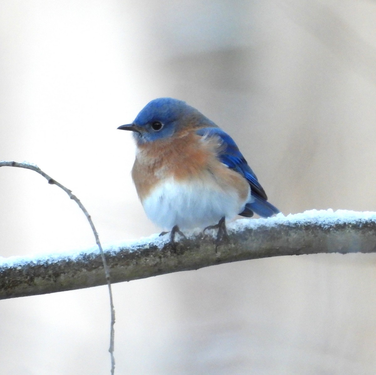 Eastern Bluebird - ML646914627