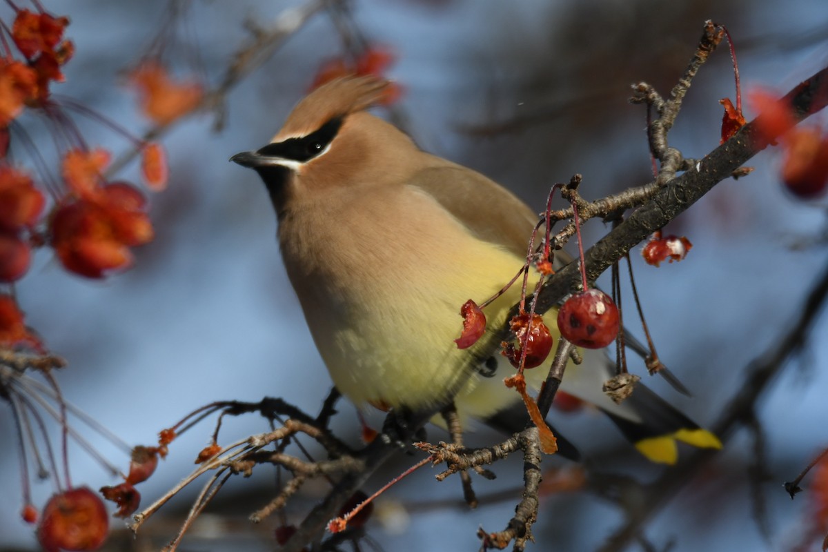 Cedar Waxwing - ML646914629