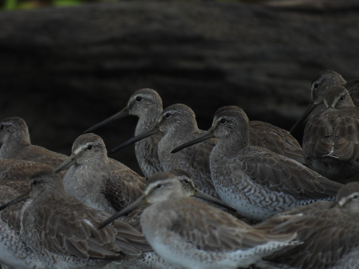 Short-billed Dowitcher - ML646914632