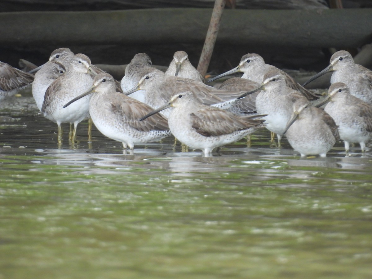 Short-billed Dowitcher - ML646914633