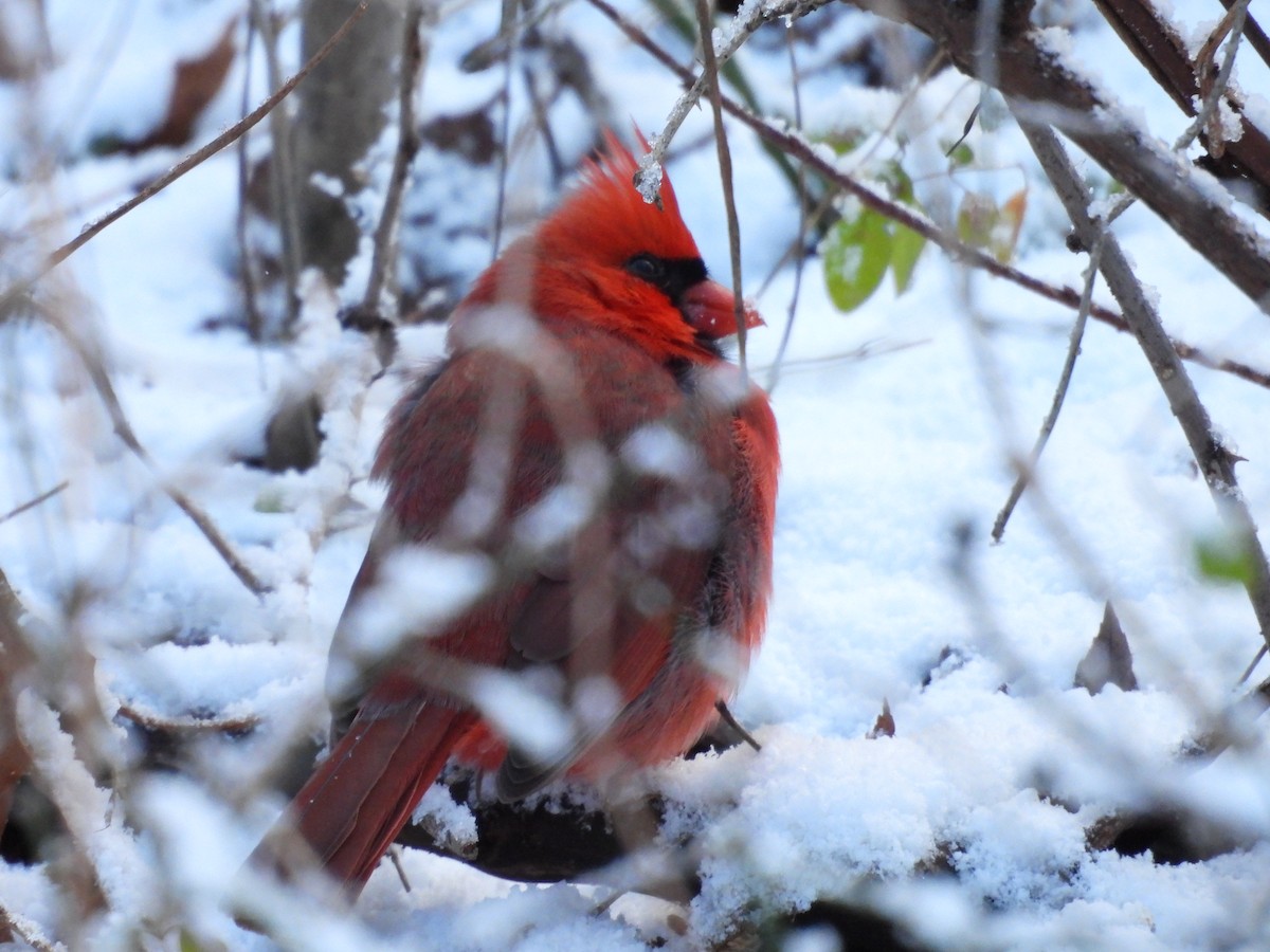 Northern Cardinal - ML646914635