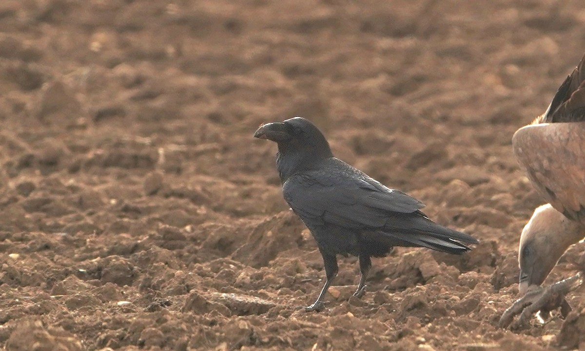 Common Raven - ML646914642