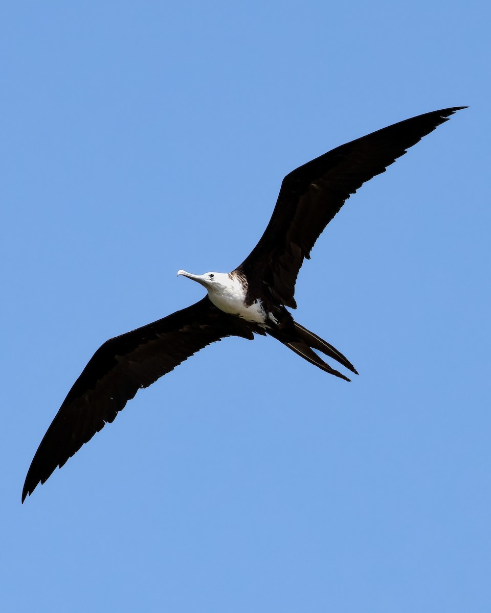 Frégate superbe - ML646914643