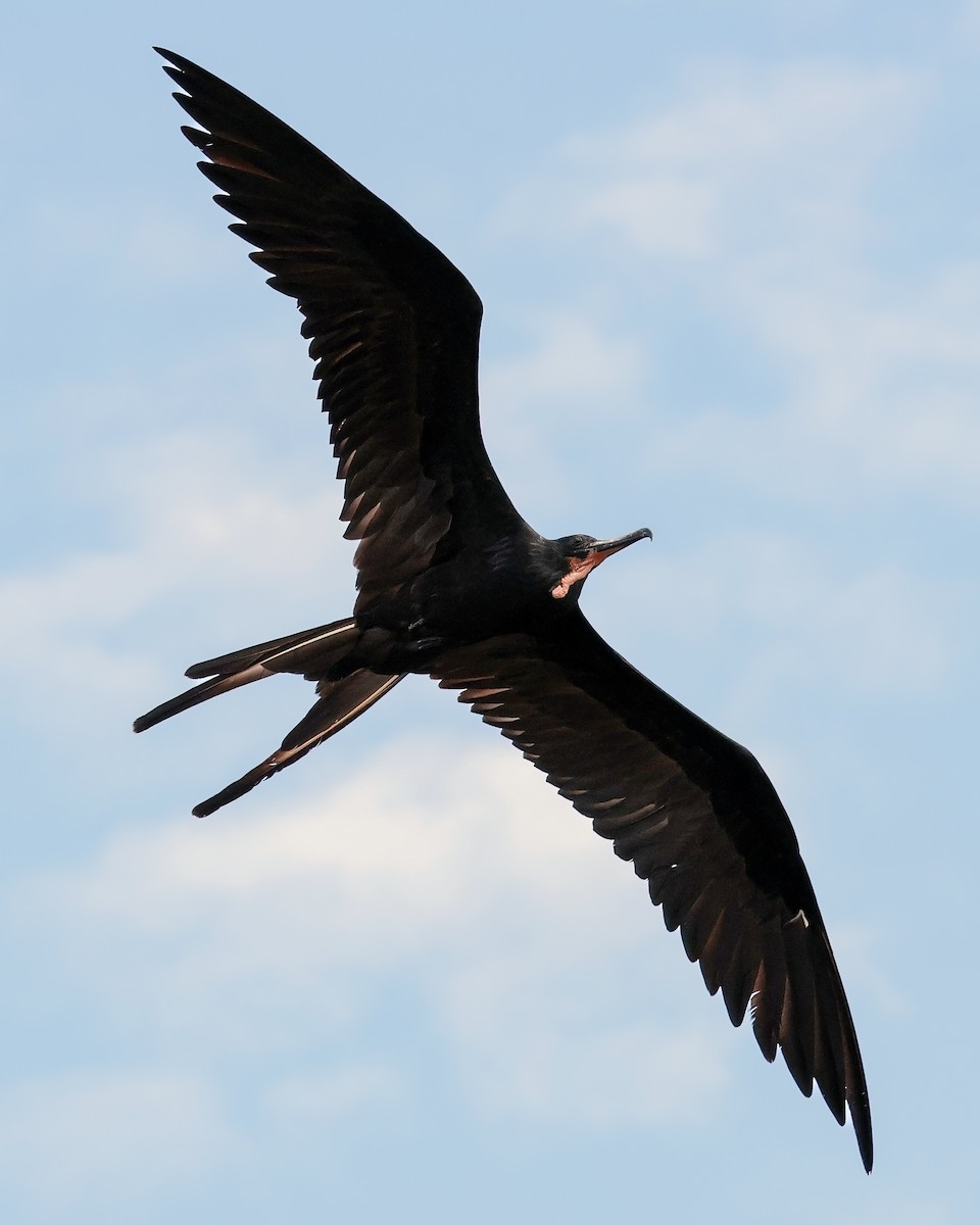 Frégate superbe - ML646914644