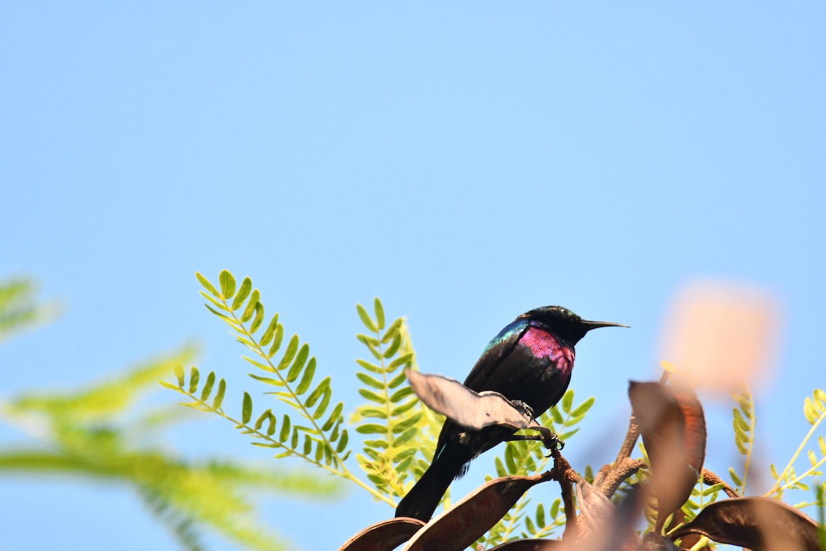 strdimil porfyrový - ML646914645