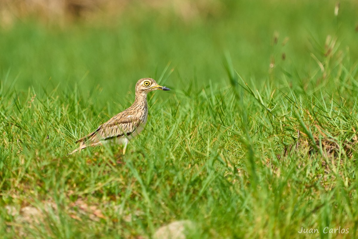 Лежень річковий - ML646914646
