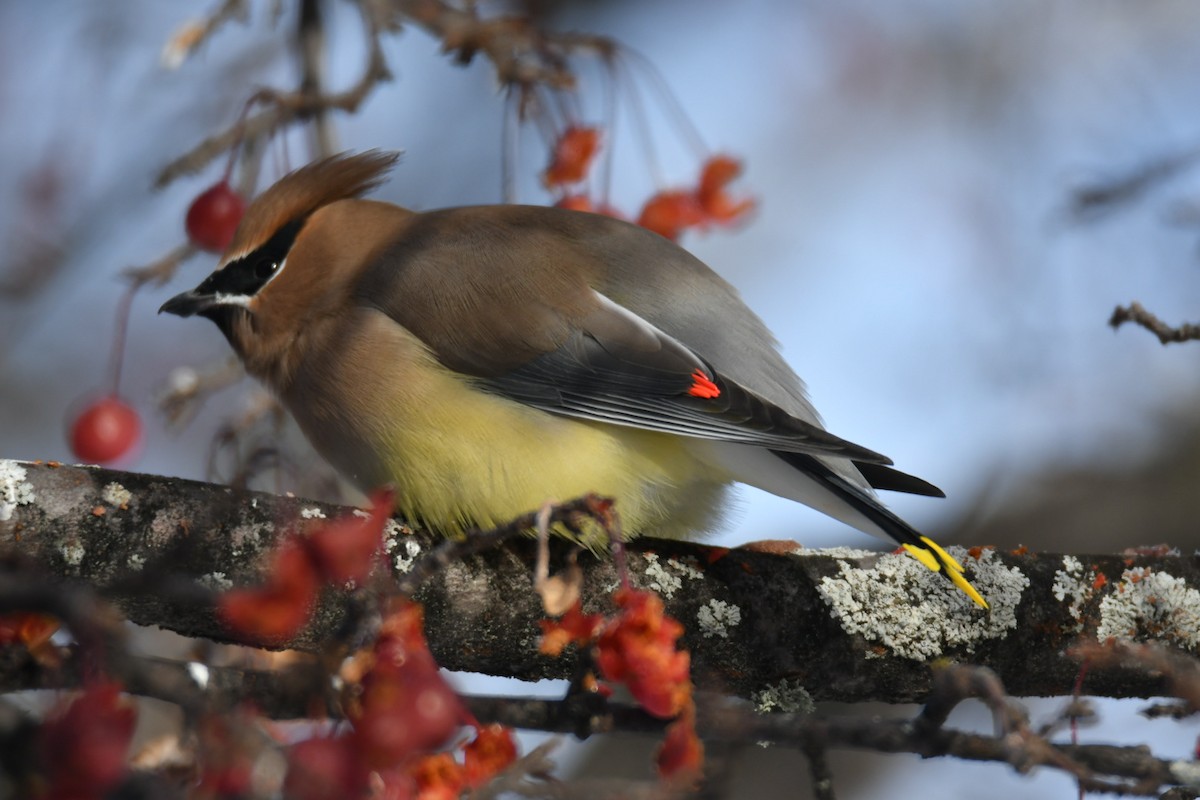 Cedar Waxwing - ML646914647