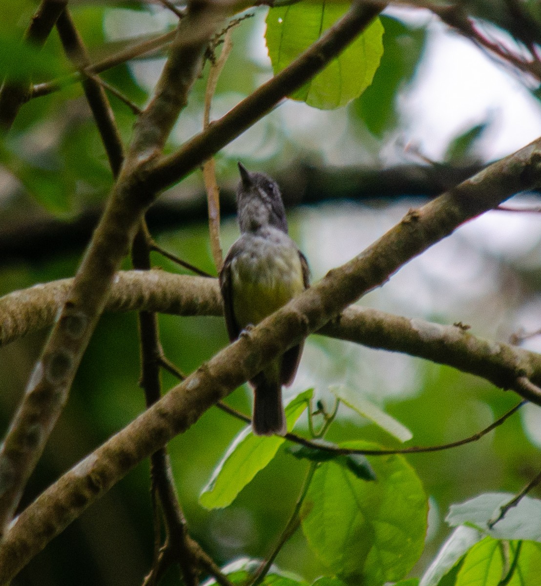 ハイイロアリモズモドキ - ML646914655