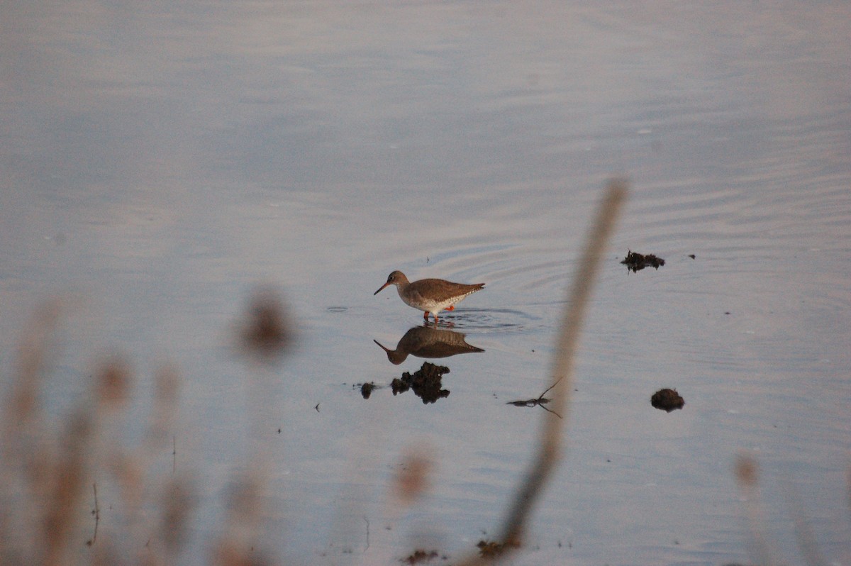 Common Redshank - ML646914656