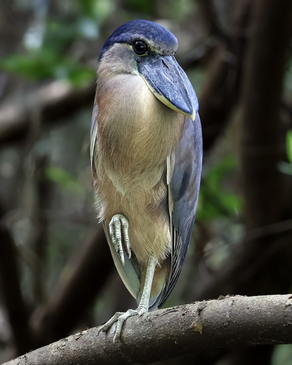 Savacou huppé - ML646914658