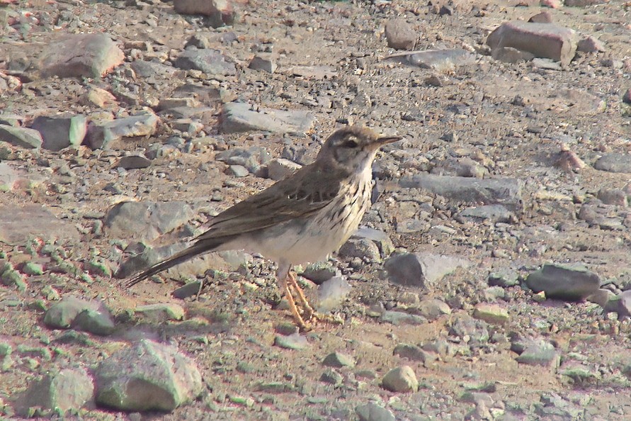 Berthelot's Pipit - ML646914660